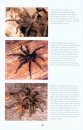 A Guide to the Spiders of Australia