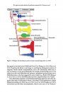 ZooKeys 465: The Origin and Early Evolution of Metatherian Mammals