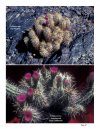 Echinocereus