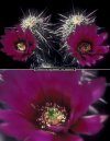 Echinocereus