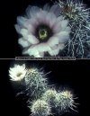 Echinocereus