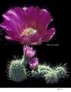Echinocereus