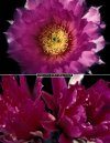Echinocereus