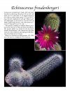 Echinocereus