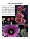 Echinocereus