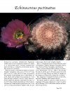 Echinocereus
