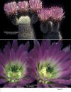 Echinocereus