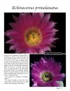 Echinocereus