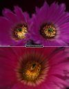 Echinocereus