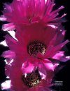 Echinocereus