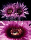 Echinocereus