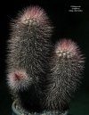 Echinocereus