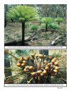 The Cycads, Volume 1: Asia & Australia