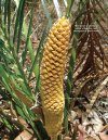 The Cycads, Volume 1: Asia & Australia