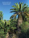 The Cycads, Volume 2: Africa & The Americas