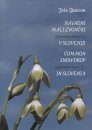 Common Snowdrop (Galanthus nivalis L.) In Slovenia / Navadni Malizvončki Galanthus nivalis L.) v Sloveniji