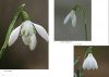 Common Snowdrop (Galanthus nivalis L.) In Slovenia / Navadni Malizvončki Galanthus nivalis L.) v Sloveniji