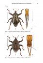 ZooKeys 467: Ninety-Eight New Species of Trigonopterus Weevils from Sundaland and the Lesser Sunda Islands