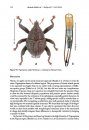 ZooKeys 467: Ninety-Eight New Species of Trigonopterus Weevils from Sundaland and the Lesser Sunda Islands