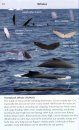 Offshore Sea Life ID Guide: West Coast