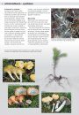 Eetbare Paddenstoelen: Vindplaatsen, Herkenning, Verzamelen en Bereiden [Edible Mushroom: Locations, Identifications, Collection, and Preparation]