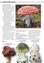 Eetbare Paddenstoelen: Vindplaatsen, Herkenning, Verzamelen en Bereiden [Edible Mushroom: Locations, Identifications, Collection, and Preparation]