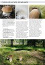 Eetbare Paddenstoelen: Vindplaatsen, Herkenning, Verzamelen en Bereiden [Edible Mushroom: Locations, Identifications, Collection, and Preparation]