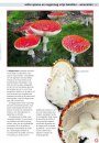 Eetbare Paddenstoelen: Vindplaatsen, Herkenning, Verzamelen en Bereiden [Edible Mushroom: Locations, Identifications, Collection, and Preparation]