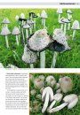 Eetbare Paddenstoelen: Vindplaatsen, Herkenning, Verzamelen en Bereiden [Edible Mushroom: Locations, Identifications, Collection, and Preparation]