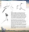 Mijn Reigerparadijs: Vogels Zien, Beleven en Tekenen [My Heron Paradise: Seeing, Believing and Drawing Birds]