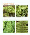 The Plant Lover's Guide to Ferns