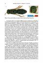 ZooKeys 471: Annotated Type Catalogue of the Chrysididae (Insecta, Hymenoptera) Deposited in the Collection of Maximilian Spinola (1780–1857), Turin