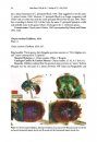 ZooKeys 471: Annotated Type Catalogue of the Chrysididae (Insecta, Hymenoptera) Deposited in the Collection of Maximilian Spinola (1780–1857), Turin