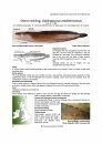 Identification Guide to the Inshore Fish of the British Isles