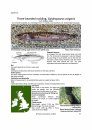 Identification Guide to the Inshore Fish of the British Isles