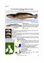 Identification Guide to the Inshore Fish of the British Isles