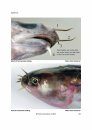 Identification Guide to the Inshore Fish of the British Isles