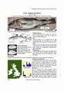Identification Guide to the Inshore Fish of the British Isles