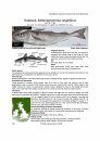 Identification Guide to the Inshore Fish of the British Isles