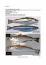 Identification Guide to the Inshore Fish of the British Isles