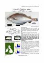 Identification Guide to the Inshore Fish of the British Isles