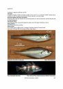 Identification Guide to the Inshore Fish of the British Isles