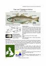 Identification Guide to the Inshore Fish of the British Isles