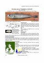 Identification Guide to the Inshore Fish of the British Isles