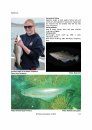 Identification Guide to the Inshore Fish of the British Isles