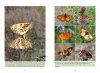 La Vie des Papillons: Ecologie, Biologie et Comportement des Rhopalocères de France [The Life of Butterflies: Ecology, Biology and Behaviour of the Rhopalocera of France]