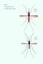Mosquitoes