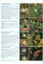 Illustrated Field Guide to the Flowers of Sri Lanka, Volume 2