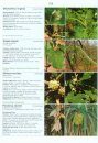 Illustrated Field Guide to the Flowers of Sri Lanka, Volume 2