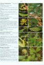 Illustrated Field Guide to the Flowers of Sri Lanka, Volume 2